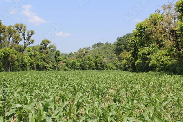 Obraz corn field and blue sky in mountainous region.