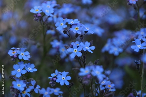 Obraz Forget-me-not
