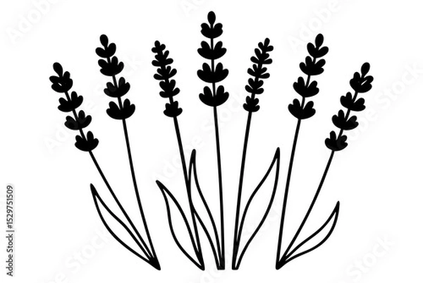 Fototapeta Elegant Lavender Flower Outline Vector Collection – Minimal Botanical Line Art

