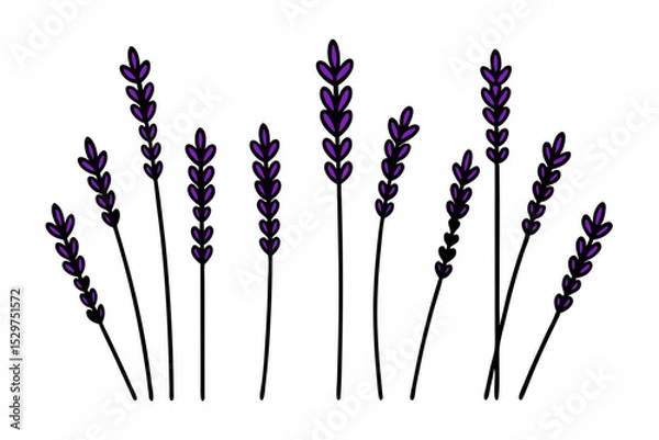 Fototapeta Elegant Lavender Flower Outline Vector Collection – Minimal Botanical Line Art

