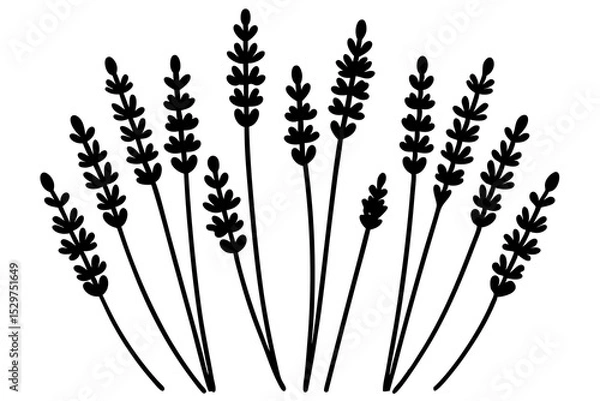 Fototapeta Elegant Lavender Flower Outline Vector Collection – Minimal Botanical Line Art

