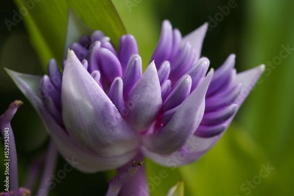 Fototapeta The fragrant snail thread (Cochliostema odoratissimum) is one of two plant species in the genus Cochliostema, belonging to the family deHanover Berggarten, Germany.
