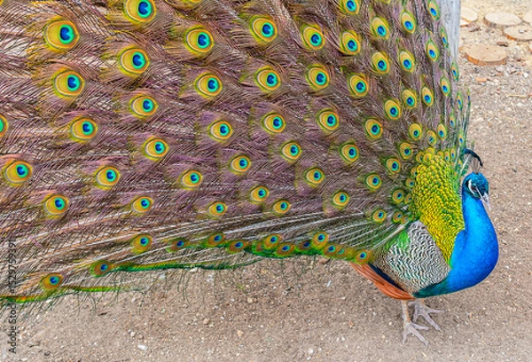 Fototapeta Beautiful Peacock at the zoo