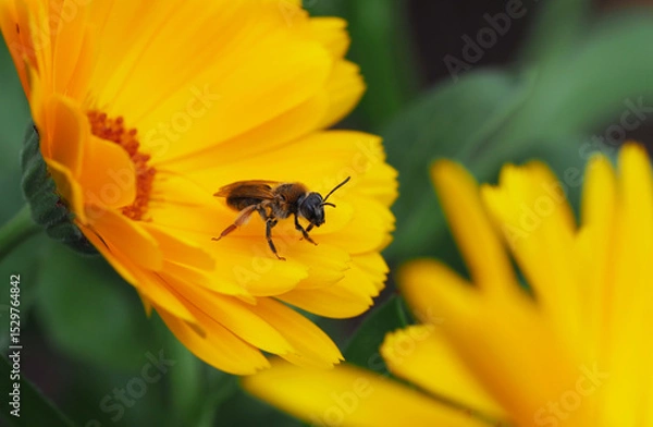 Obraz Wildbiene auf einer Ringelblumenblüte