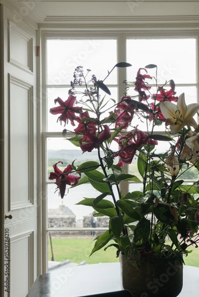 Obraz Lilies blooming in a vase by the window indoors.