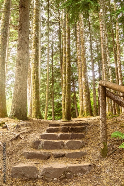 Obraz Stone stairs leading up a path through pine trees in a forest of the Scottish Highlands