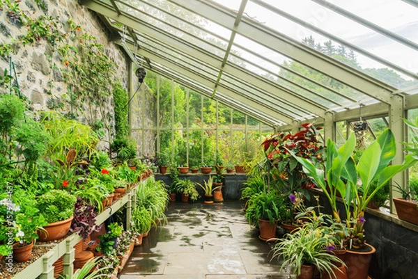 Obraz Greenhouse interior showing a variety of plants on a cloudy day