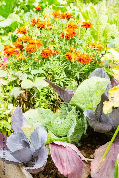 Obraz Orange marigolds growing near cabbages in a garden
