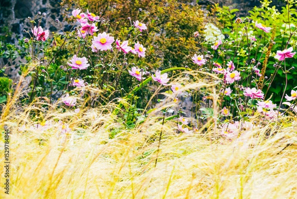 Obraz Delicate pink flowers growing behind ornamental grass in a garden