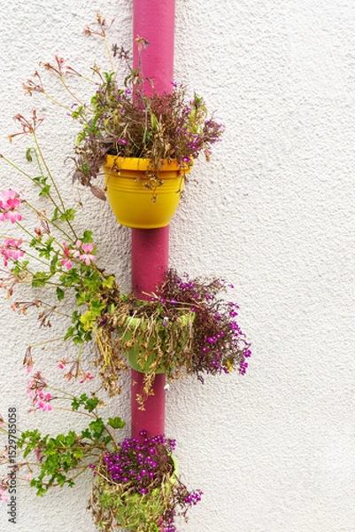 Obraz Colorful flower pots hanging from a pink drainpipe on a white wall.