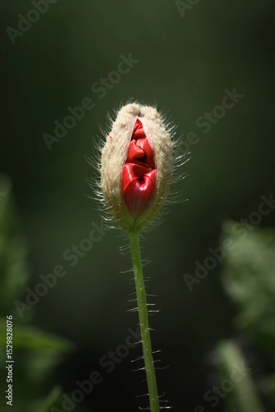Obraz Unopened young green poppy bud with red flower petals inside close up. Macro nature photography