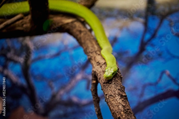 Obraz The eastern green mamba, Dendroaspis angusticeps on a branch