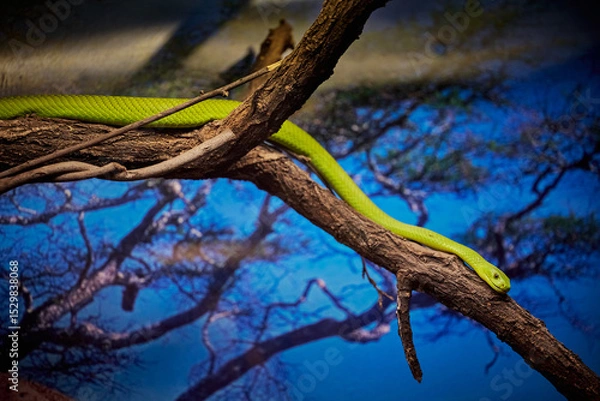 Obraz The eastern green mamba, Dendroaspis angusticeps on a branch