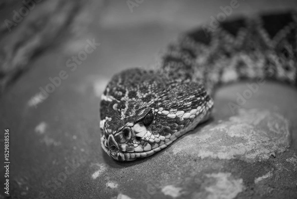Obraz The eastern diamondback rattlesnake Crotalus adamanteus