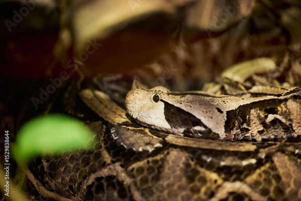 Obraz The Gaboon viper, Bitis gabonica, also called the Gaboon adder