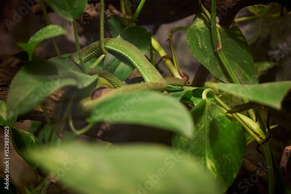 Obraz Trimeresurus albolabris, the white-lipped pit viper or white-lipped tree viper among leaves