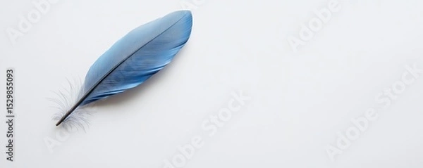 Obraz Single Blue Feather on White Background, Minimalist Nature Photography, Bird Feather bird feather, minimalism