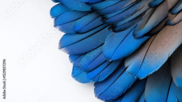 Obraz Vibrant Blue Bird Feathers Close-up, Avian Texture, Nature Photography bird feathers, blue plumage