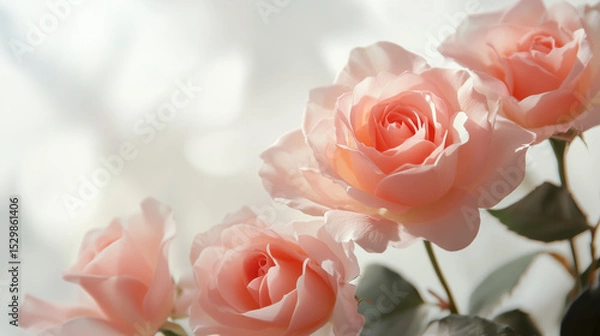 Fototapeta Flower frame, banner. Delicate card with pink roses