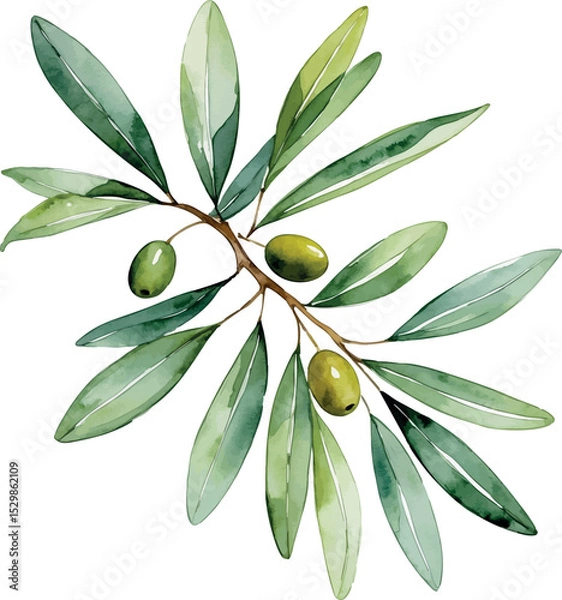 Fototapeta Olive branch watercolor vector. Symbolic botanical element with soft texture and classic shape.