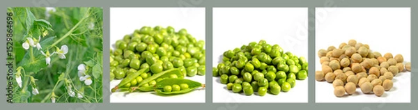 Obraz Edible peas, Pisum sativum, in a collage