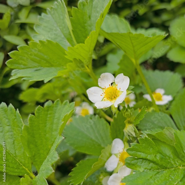 Obraz Blühende Erdbeeren, Fragaria, Nahaufnahme