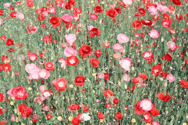 Obraz Blooming multicolored poppies on summer field close up. Nature photography