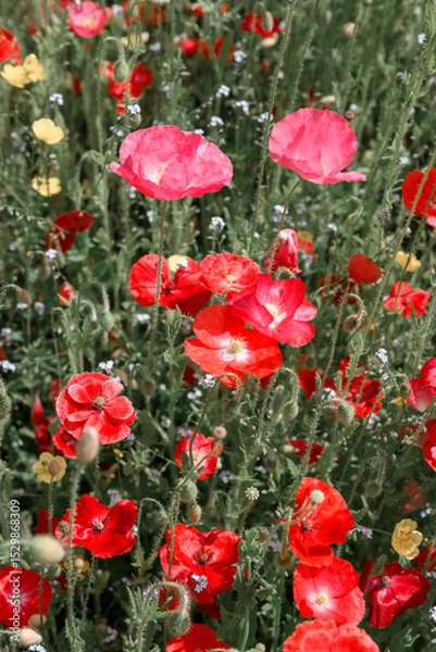 Obraz Beautiful blooming poppies on summer meadow close up. Nature photography