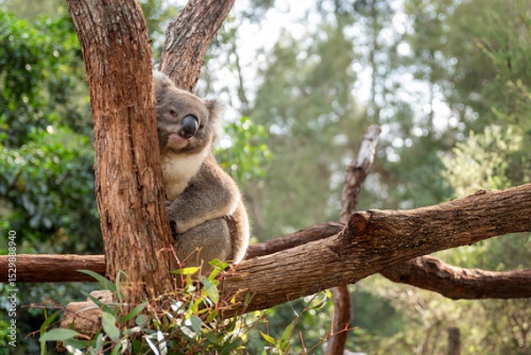 Fototapeta Sleepy koala resting on a eucalytus tree