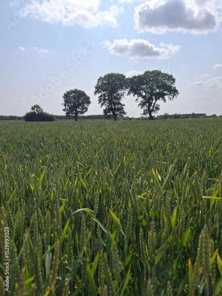 Obraz Wheat field