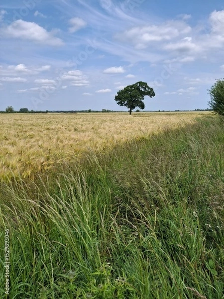 Obraz Field boundary