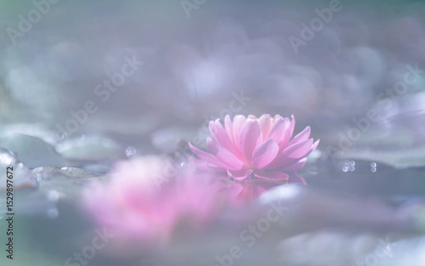 Fototapeta Pink lotus flower in the pond with soft focus and vintage tone