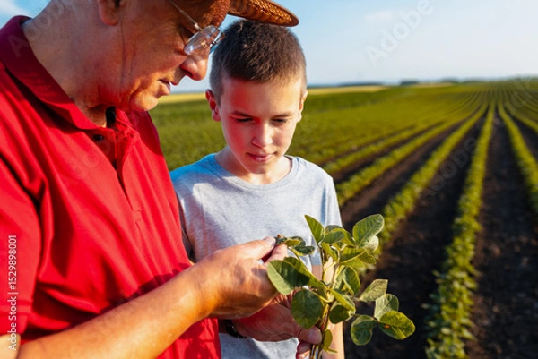 Obraz Senior farmer with his grandson standing in green soybean field showing pest on crop.