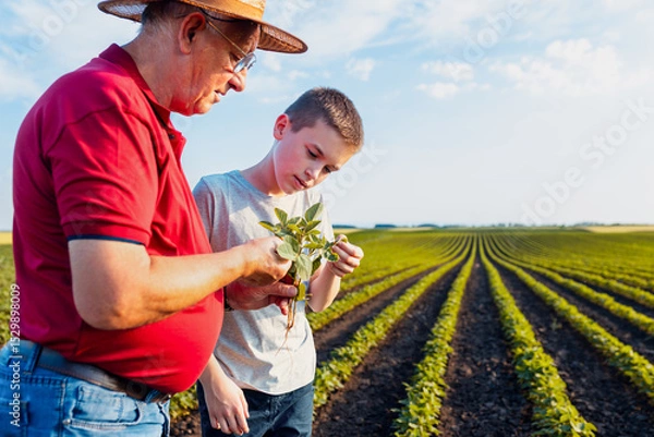 Obraz Senior farmer with his grandson standing in green soybean field showing pest on crop.