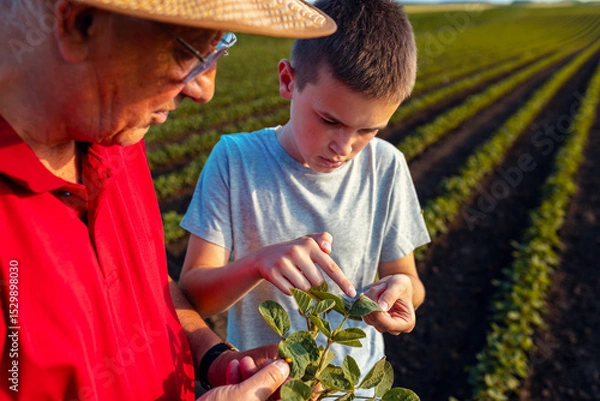 Obraz Senior farmer with his grandson standing in green soybean field showing pest on crop.