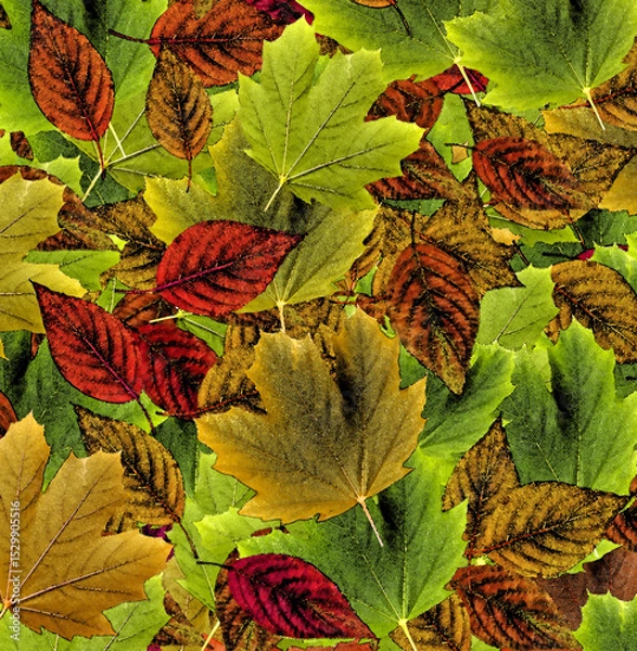 Obraz autumn leaves background