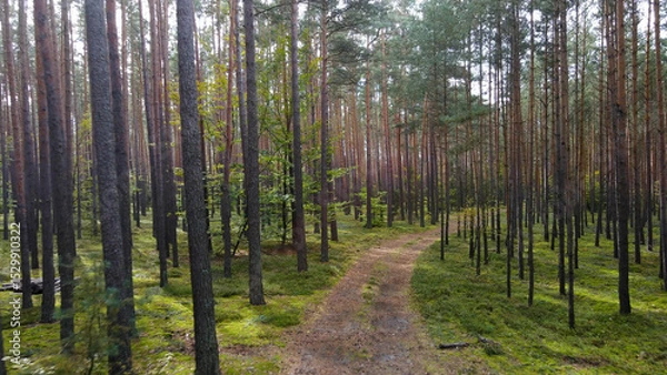 Fototapeta coniferous forest fir trees pine view landscape