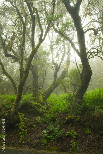 Fototapeta A view of laurel forest in the morning fog, a mystic picture taken in the el hierro , the most occidental canary island.