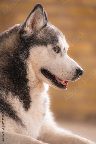 Obraz beautiful studio image of siberian husky dog with two different color eyes. 