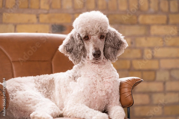 Obraz Studio portrait of a sweet dog
