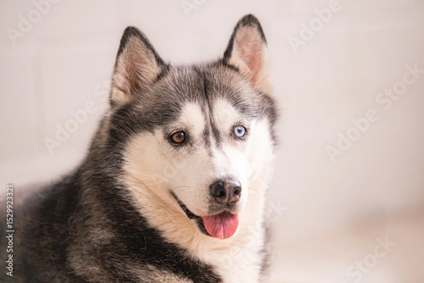 Obraz beautiful studio image of siberian husky dog with two different color eyes. 