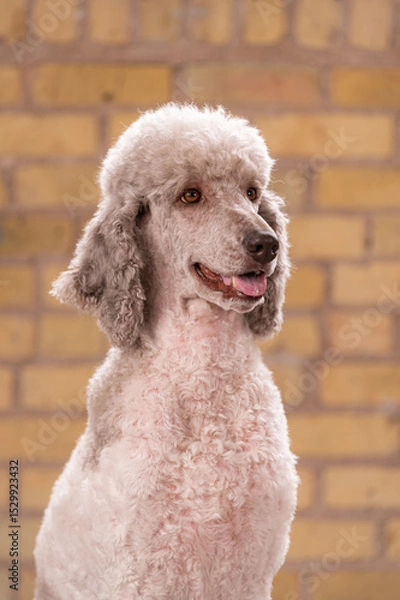 Obraz One stunning standard poodle, parti colored white and grey, studio portrait on brick background.  