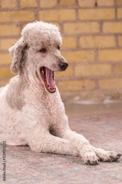 Obraz Studio portrait of a sweet dog