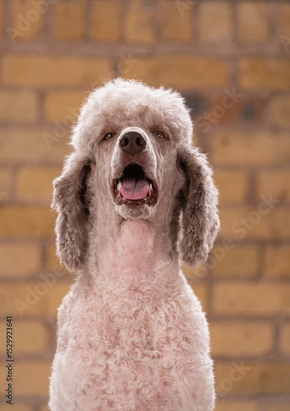 Obraz Studio portrait of a sweet dog
