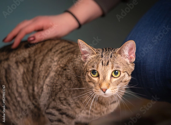 Obraz beautiful tabby cat with light blue background and lovely green eyes. 
