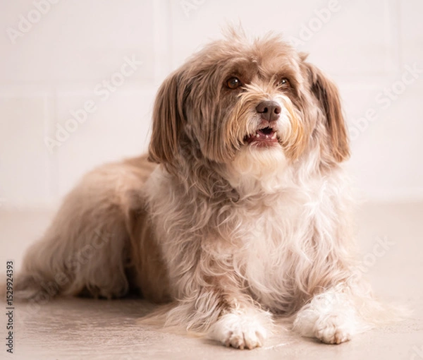 Obraz Studio portrait of a sweet terrier mix rescue dog 