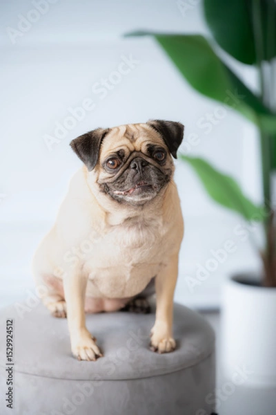 Obraz Studio portrait of pug dog looking at camera. Fawn colored
