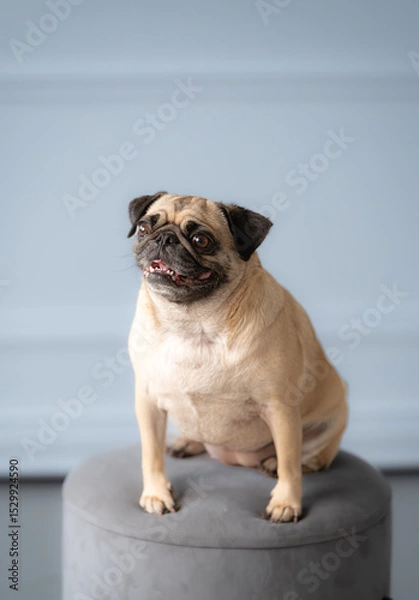 Obraz Studio portrait of pug dog looking at camera. Fawn colored