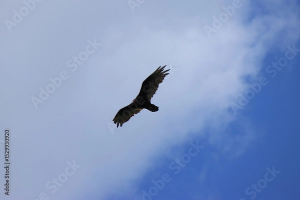 Obraz Turkey Vulture Soaring with Blue Sky