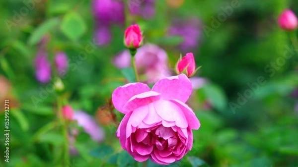 Obraz pink rose